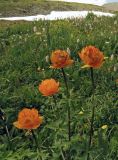 Trollius asiaticus