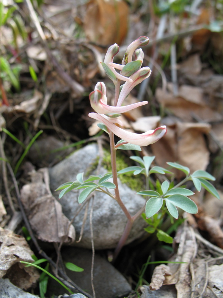 Изображение особи Corydalis ruksansii.