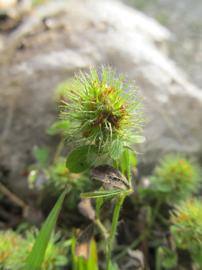 Image of Trifolium lappaceum specimen.