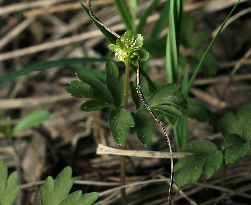 Image of Adoxa moschatellina specimen.