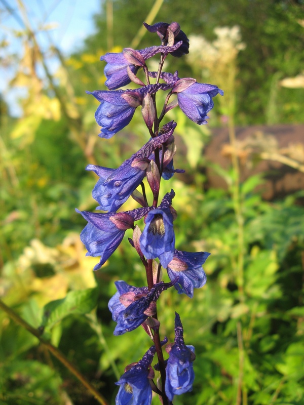 Image of Delphinium retropilosum specimen.