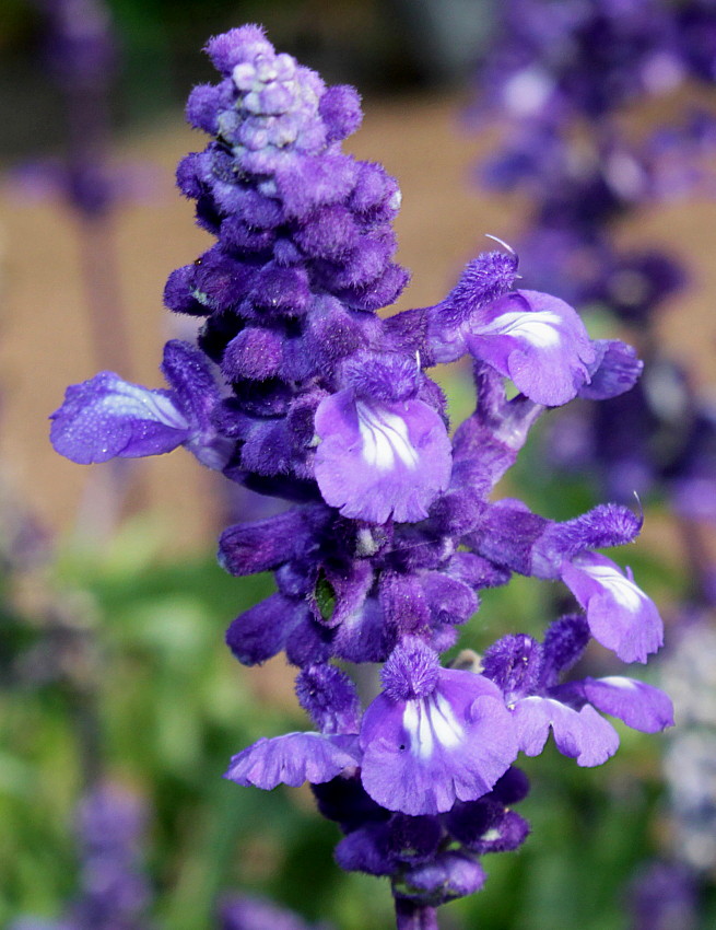 Изображение особи Salvia farinacea.