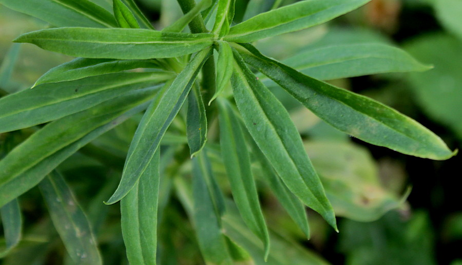 Image of Xerochrysum bracteatum specimen.