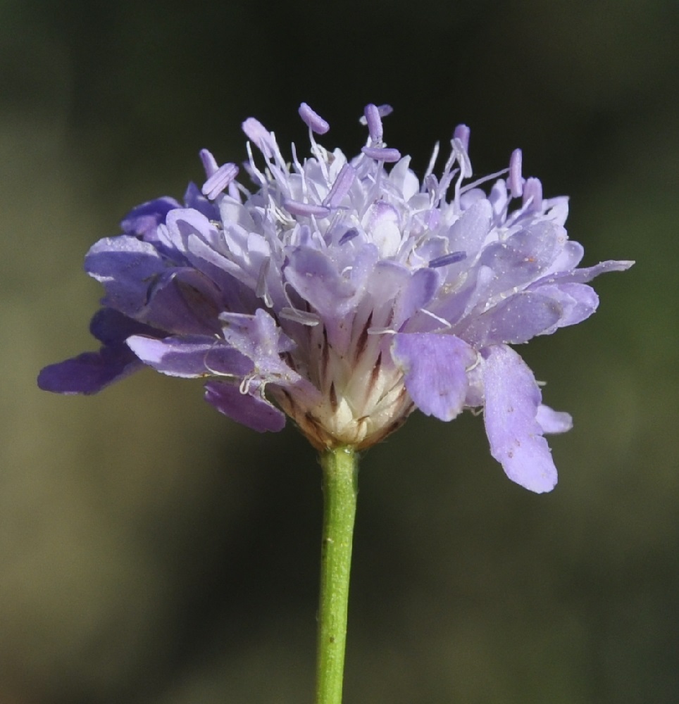 Image of Cephalaria transsylvanica specimen.