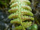 Dryopteris fragrans