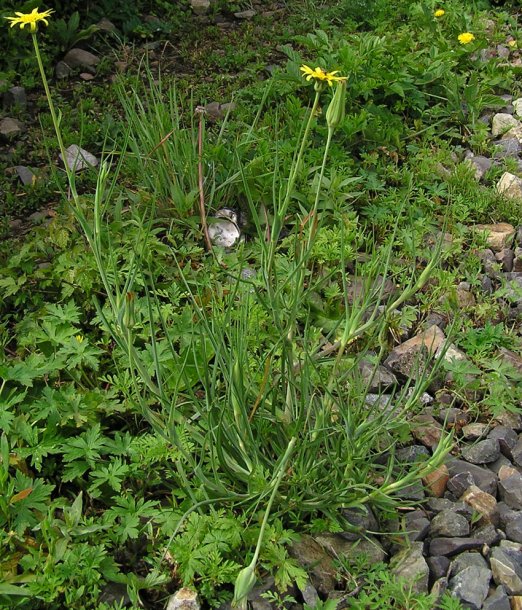 Image of genus Tragopogon specimen.