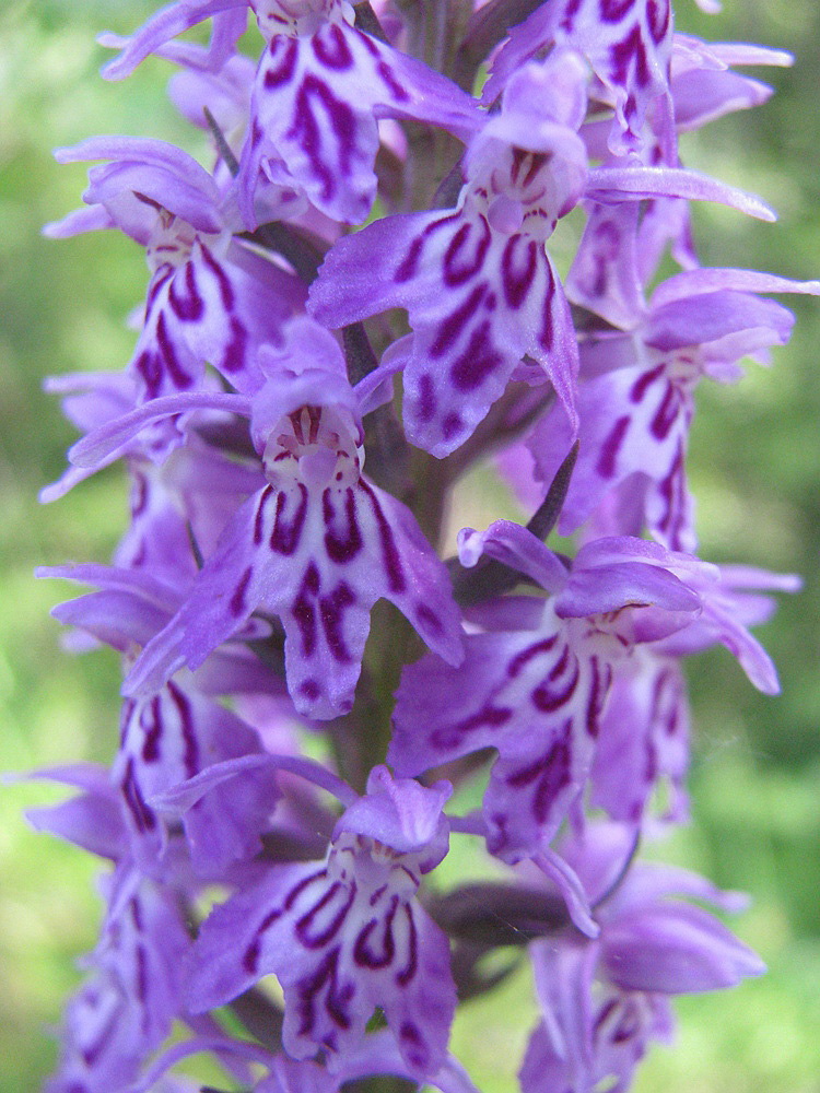 Image of Dactylorhiza fuchsii specimen.