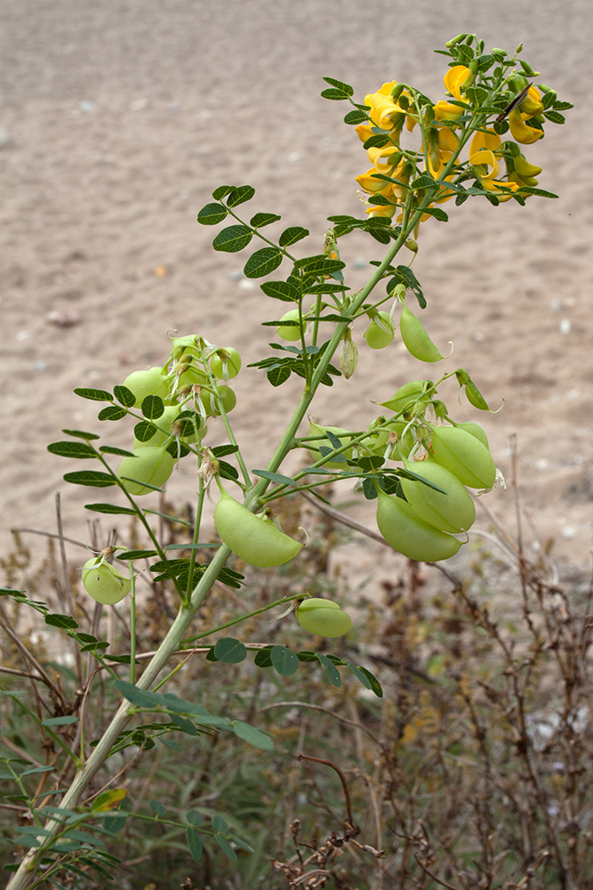 Image of Colutea arborescens specimen.