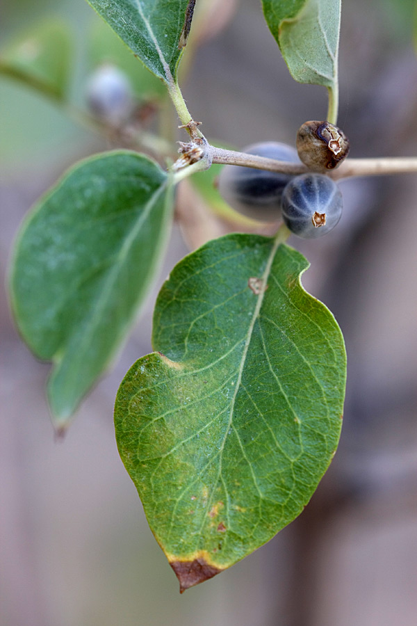 Изображение особи Lonicera nummulariifolia.