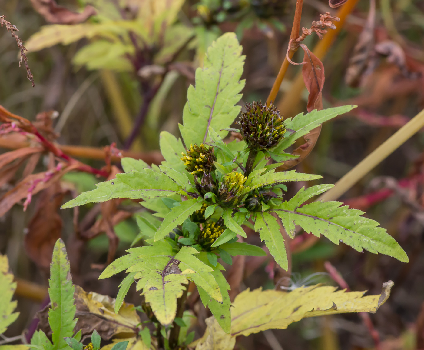 Image of Bidens tripartita specimen.