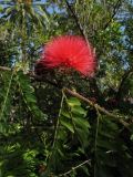 Calliandra haematocephala. Часть побега с соцветием. Испания, Канарские о-ва, Тенерифе, ботанический сад в Пуэрто-де-ла-Крус. 06.03.2008.