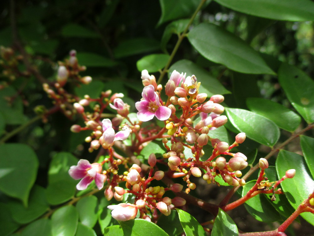 Image of Averrhoa carambola specimen.