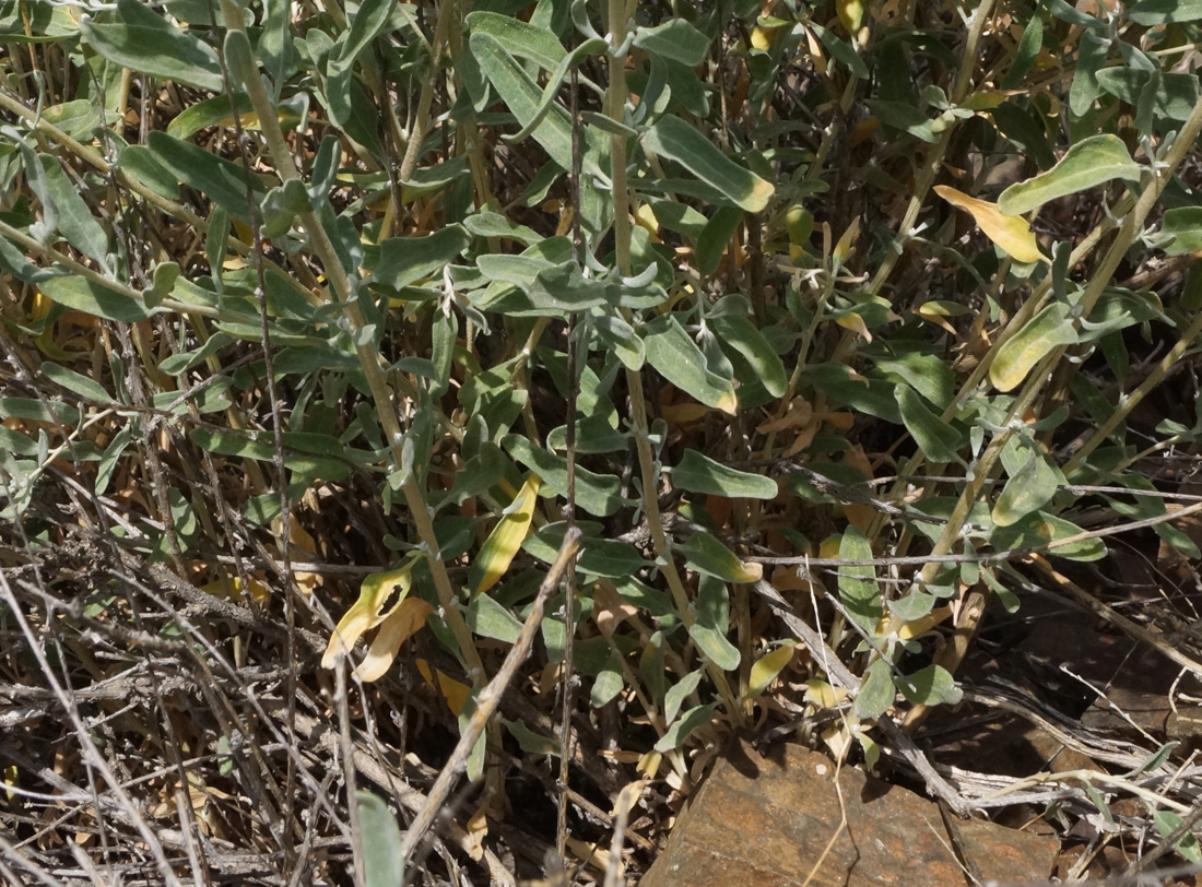 Image of Krascheninnikovia ceratoides specimen.