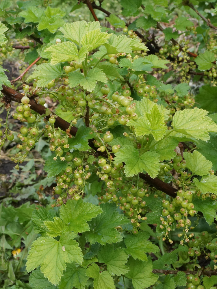 Изображение особи Ribes rubrum.