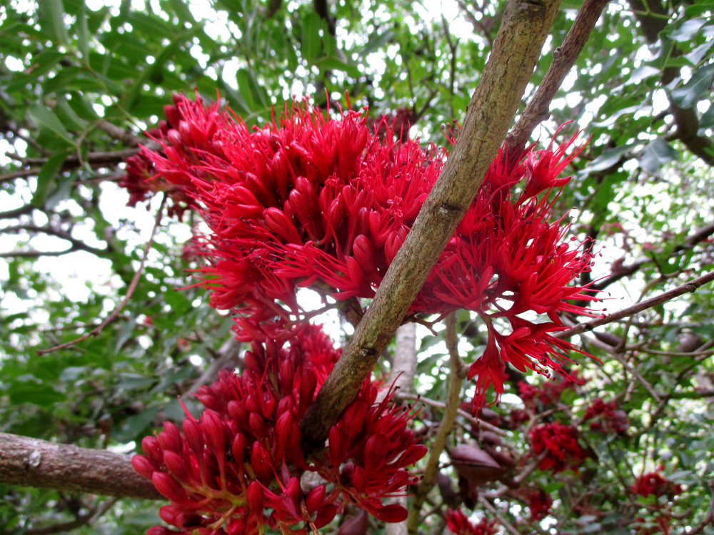 Image of Schotia brachypetala specimen.