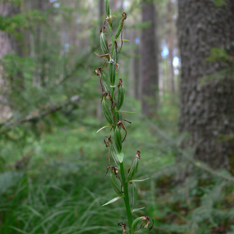 Image of Platanthera bifolia specimen.