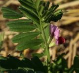 Vicia sativa. Средняя часть цветущего побега. Костромская обл., Судиславский р-н, окр. дер. Антипино, сеянное на поле. 26.09.2015.