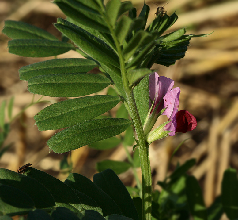 Image of Vicia sativa specimen.