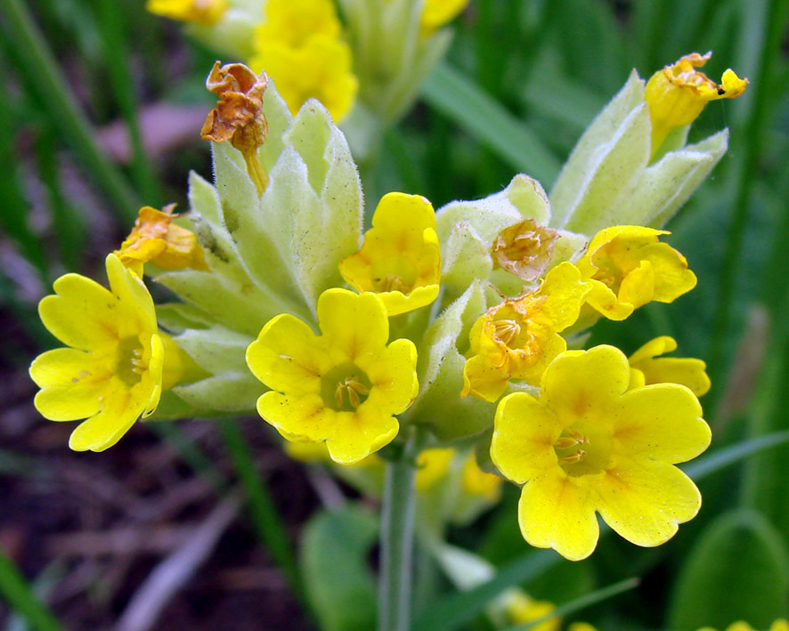 Image of Primula veris specimen.