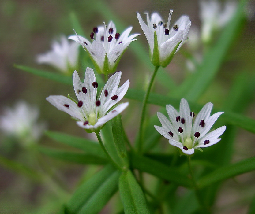 Image of Pseudostellaria sylvatica specimen.