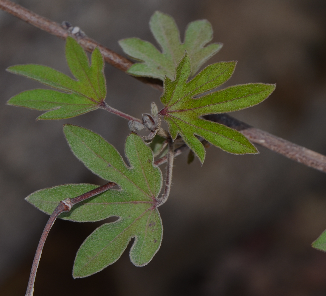 Image of genus Gossypium specimen.