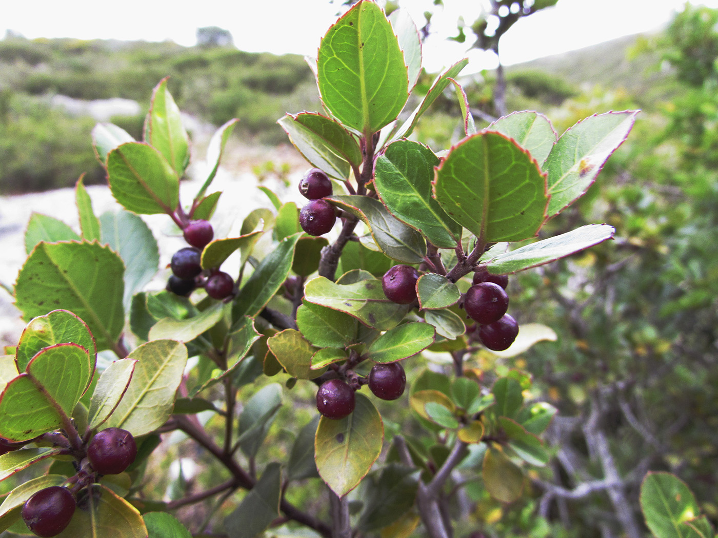 Изображение особи Rhamnus alaternus.