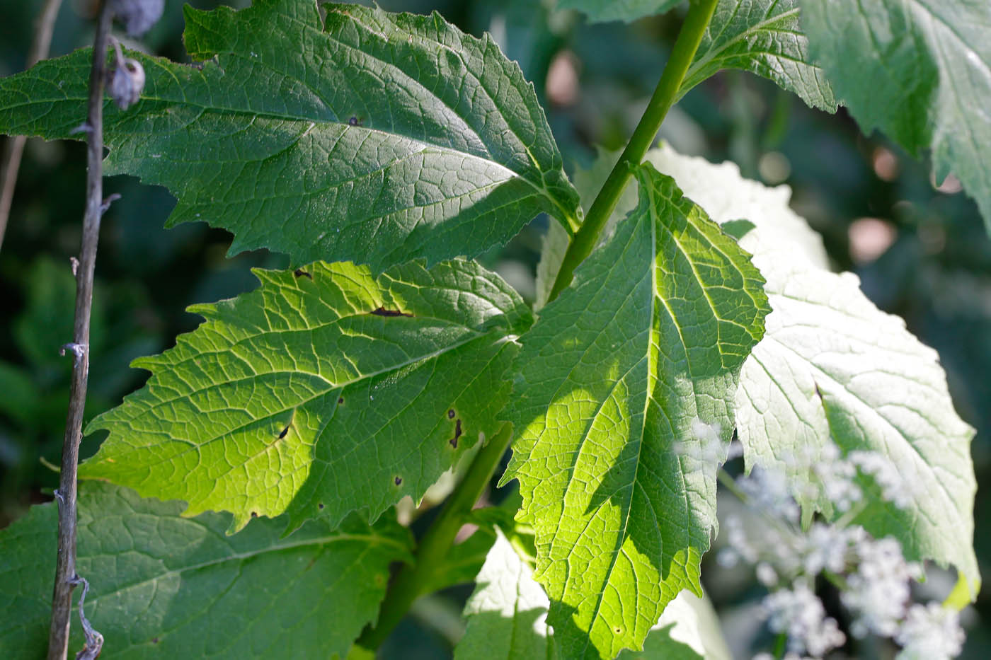 Image of Campanula latifolia specimen.