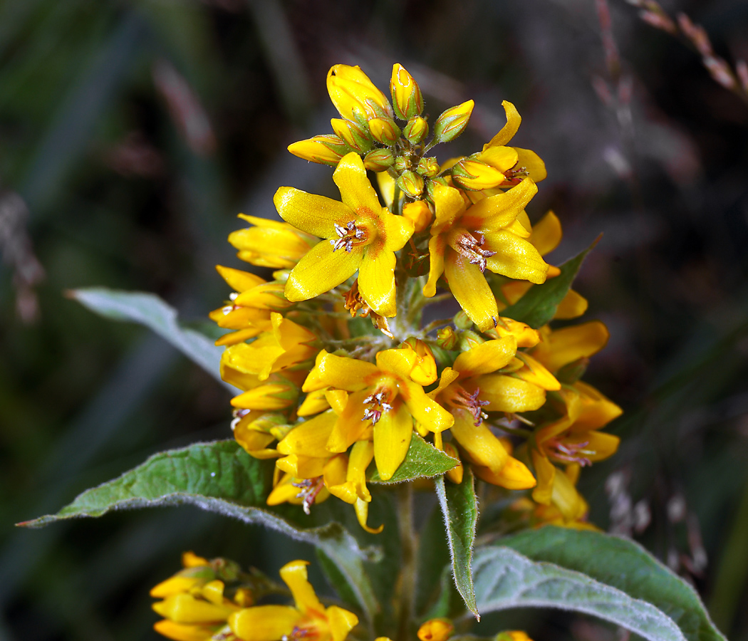 Изображение особи Lysimachia vulgaris.