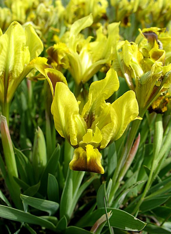 Image of Iris pumila specimen.