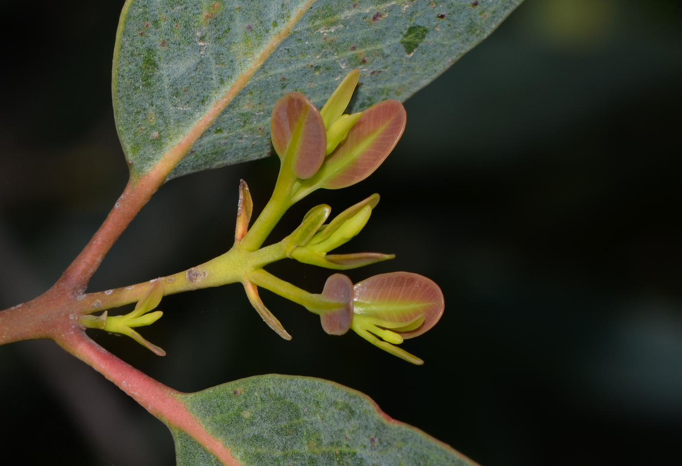 Изображение особи Eucalyptus woodwardii.