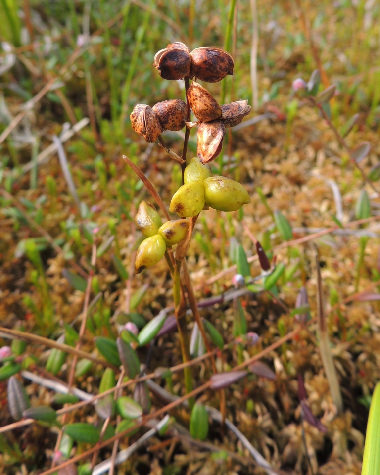 Изображение особи Scheuchzeria palustris.