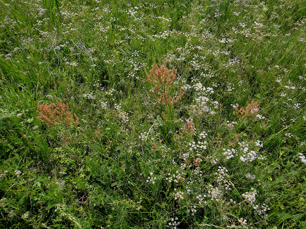 Image of Rumex acetosa specimen.