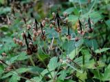 Geranium sibiricum. Верхушка плодоносящего растения. Ульяновское Заволжье, восстанавливающийся горелый лес, у тропы перед зарослями иван-чая узколистного. 30.08.2016.