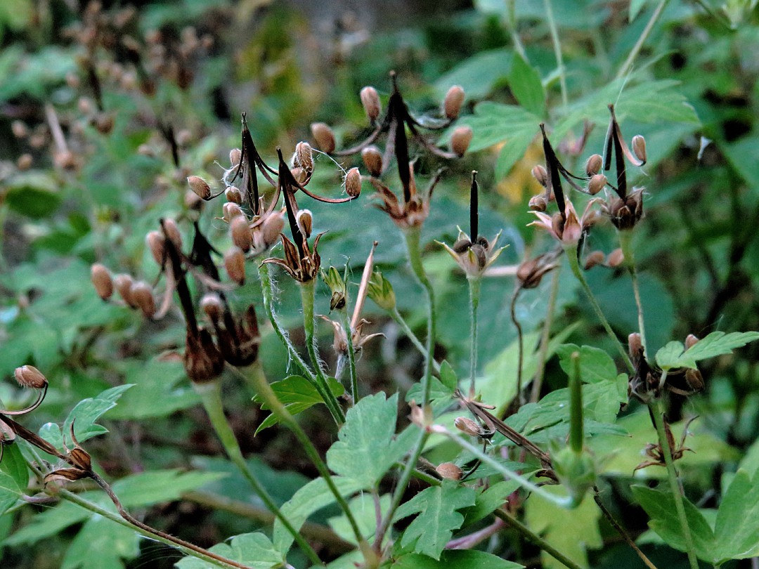 Изображение особи Geranium sibiricum.