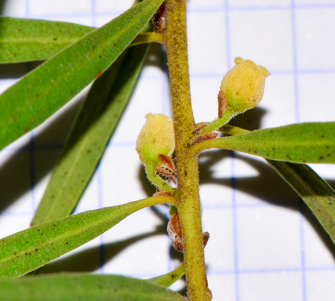 Image of Euclea pseudebenus specimen.