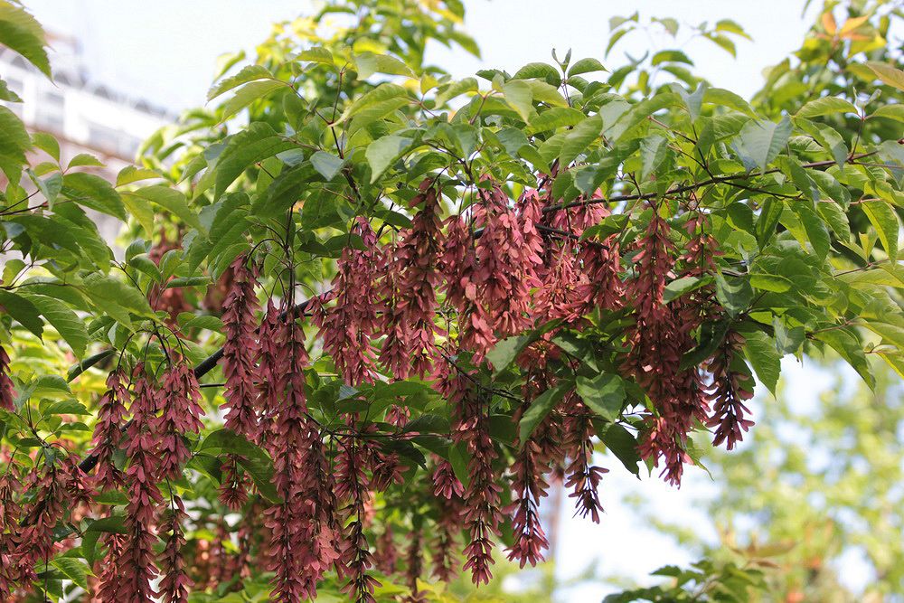 Image of Acer henryi specimen.