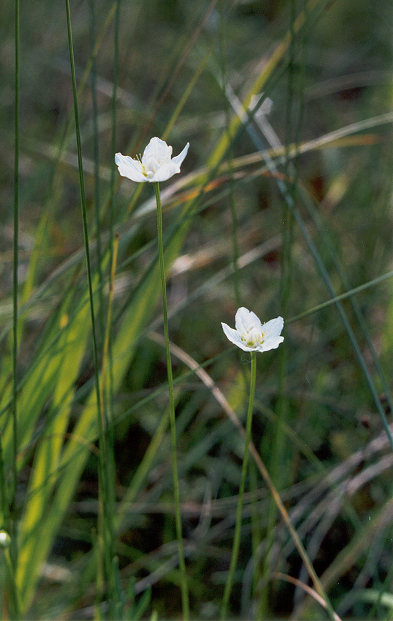 Image of Parnassia palustris specimen.