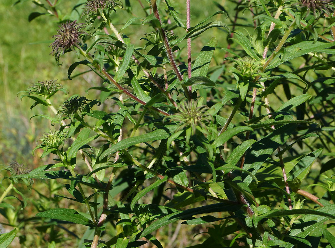 Image of Symphyotrichum novae-angliae specimen.