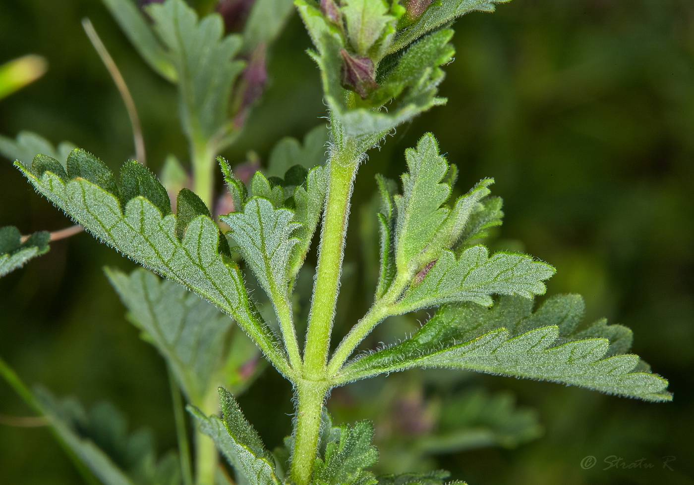 Изображение особи Teucrium chamaedrys.