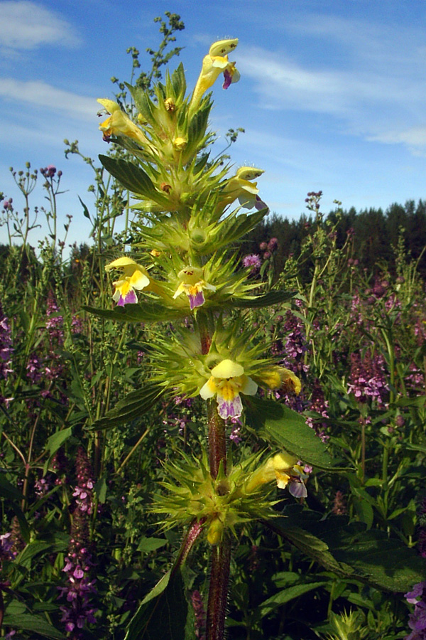 Изображение особи Galeopsis speciosa.