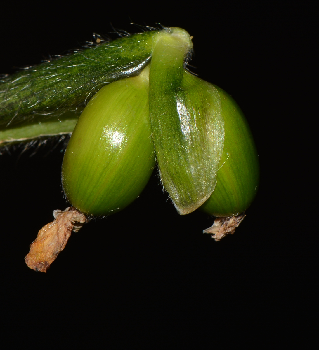 Изображение особи Thalia geniculata.