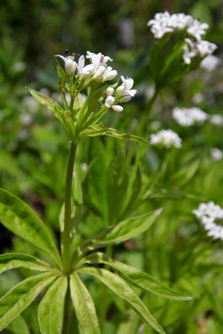 Image of Galium odoratum specimen.