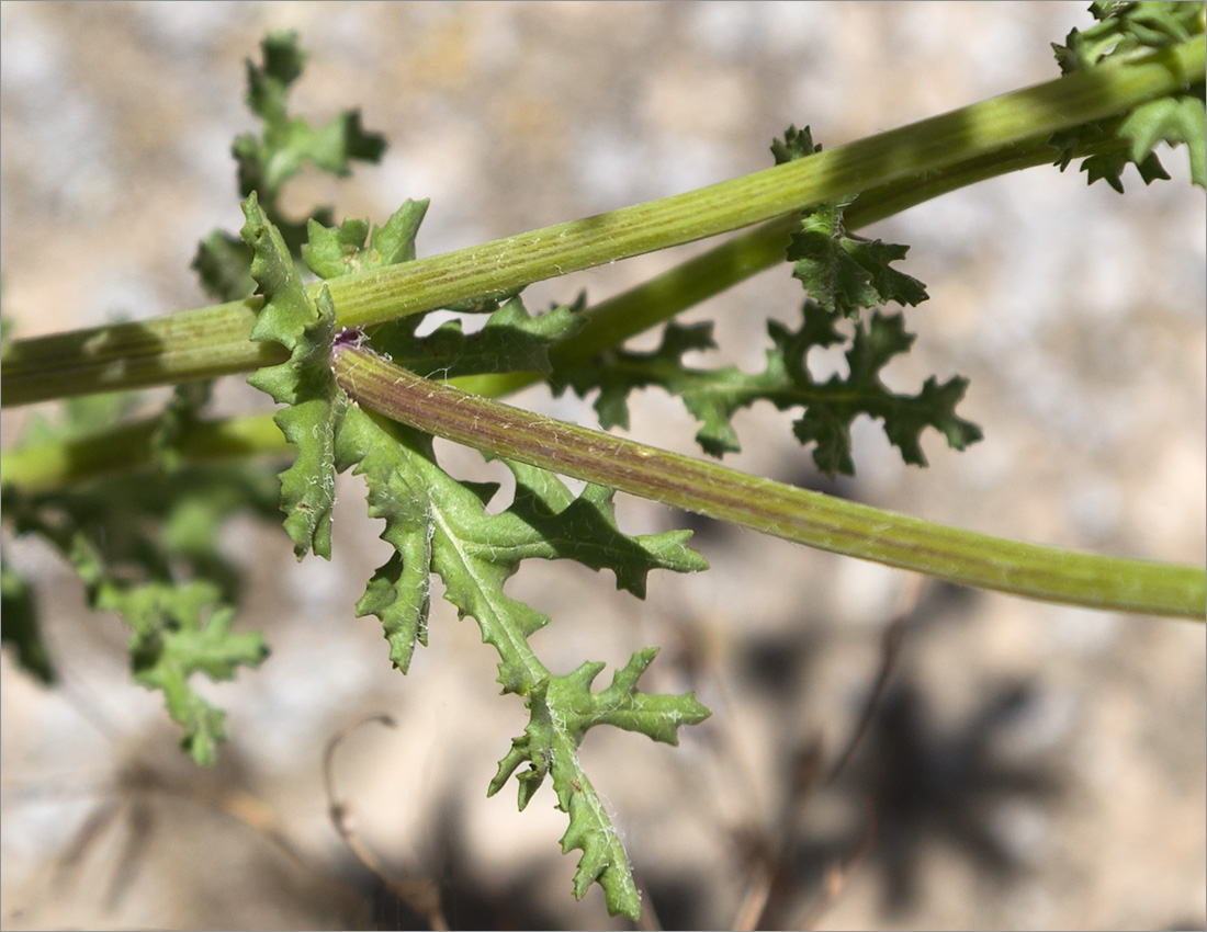 Image of Senecio vernalis specimen.