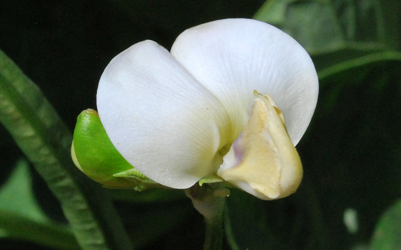 Image of Vigna unguiculata specimen.