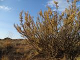 Caragana bongardiana