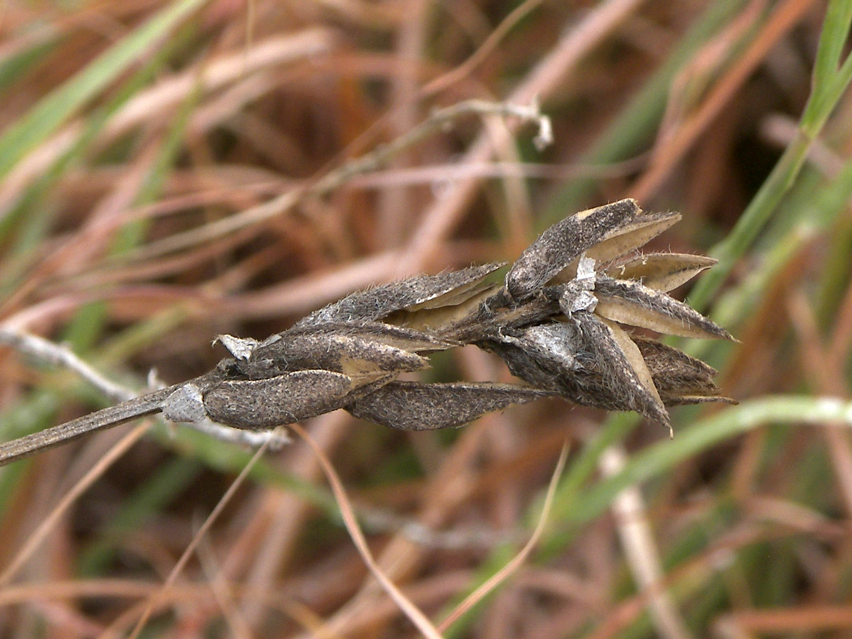 Изображение особи Astragalus reduncus.