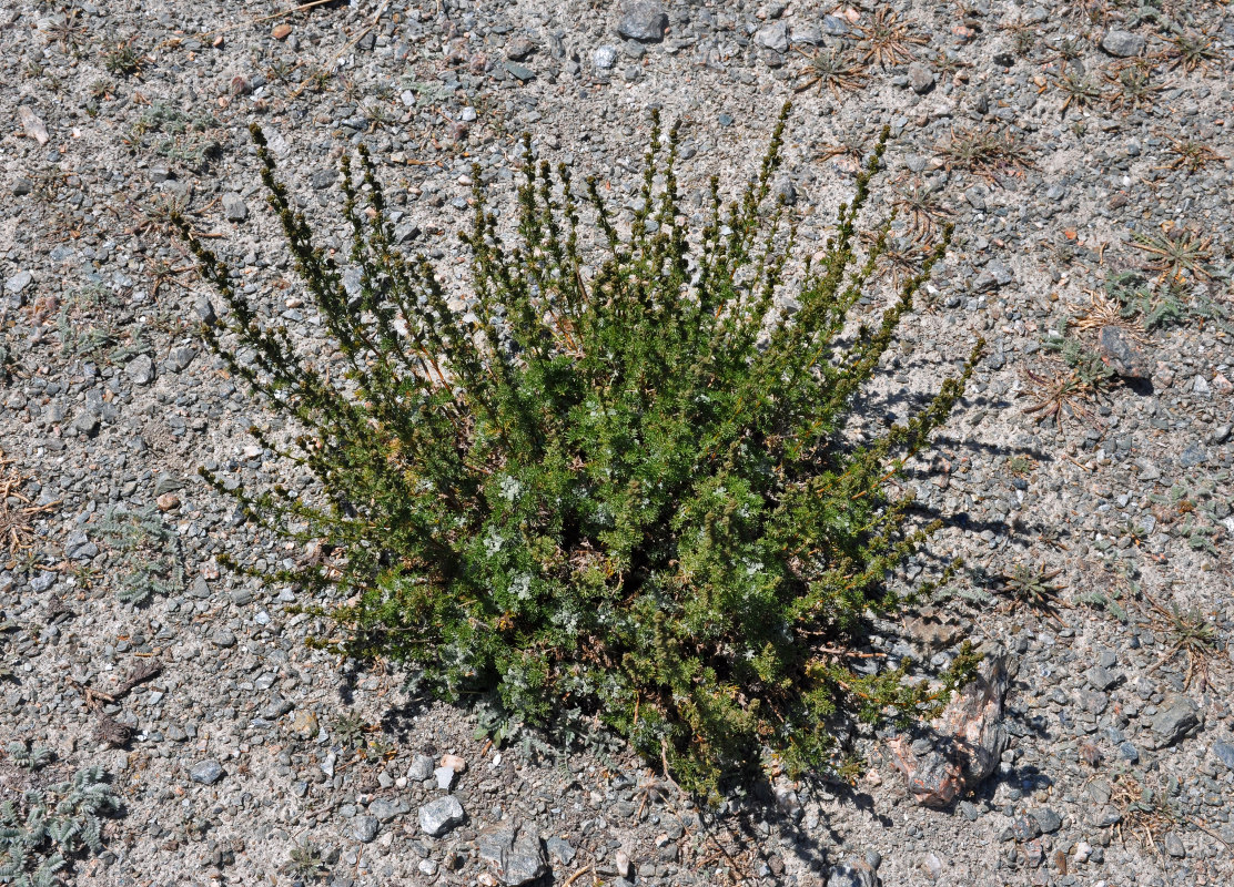 Изображение особи Artemisia alcockii.