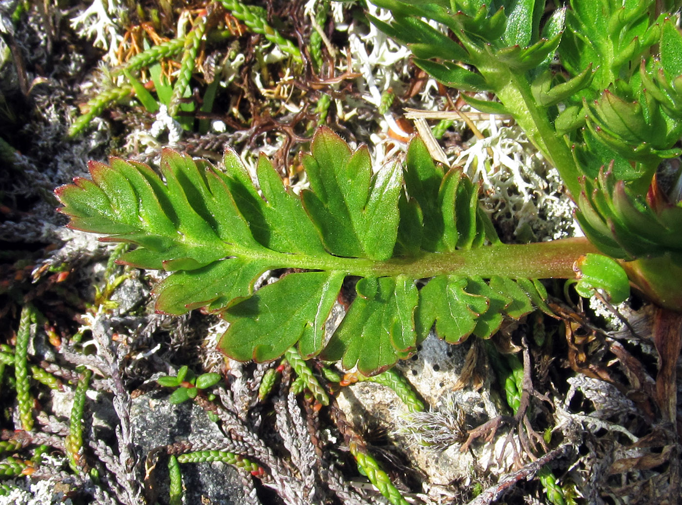 Image of Acomastylis rossii specimen.