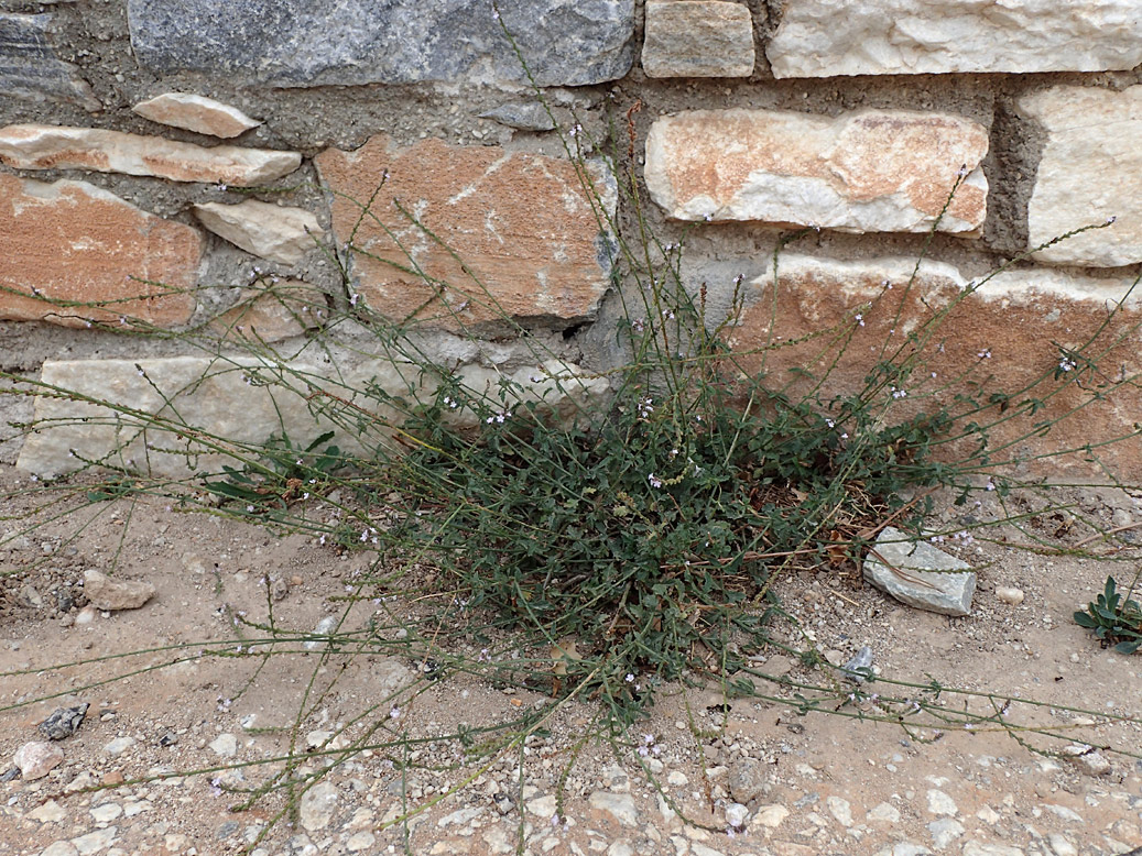 Изображение особи Verbena officinalis.