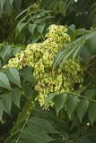 Ailanthus altissima. Соплодия и части листьев. Краснодарский край, г. Сочи, Лазаревский р-н, пос. Дагомыс, в культуре. 15.08.2017.